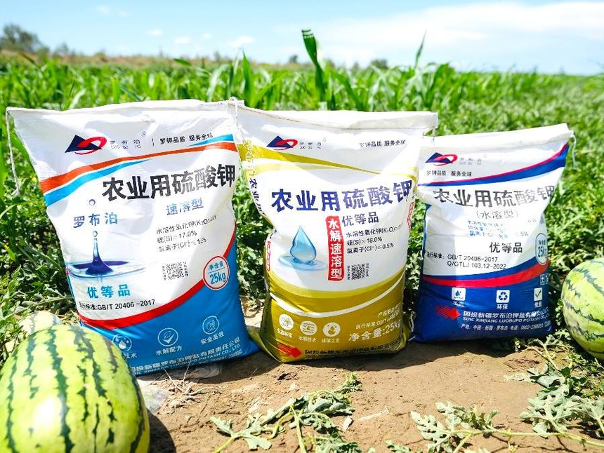 绿洲农业涌起“甜蜜绿浪”，国投罗钾铸就新疆下野地西瓜甜度标杆插图2
