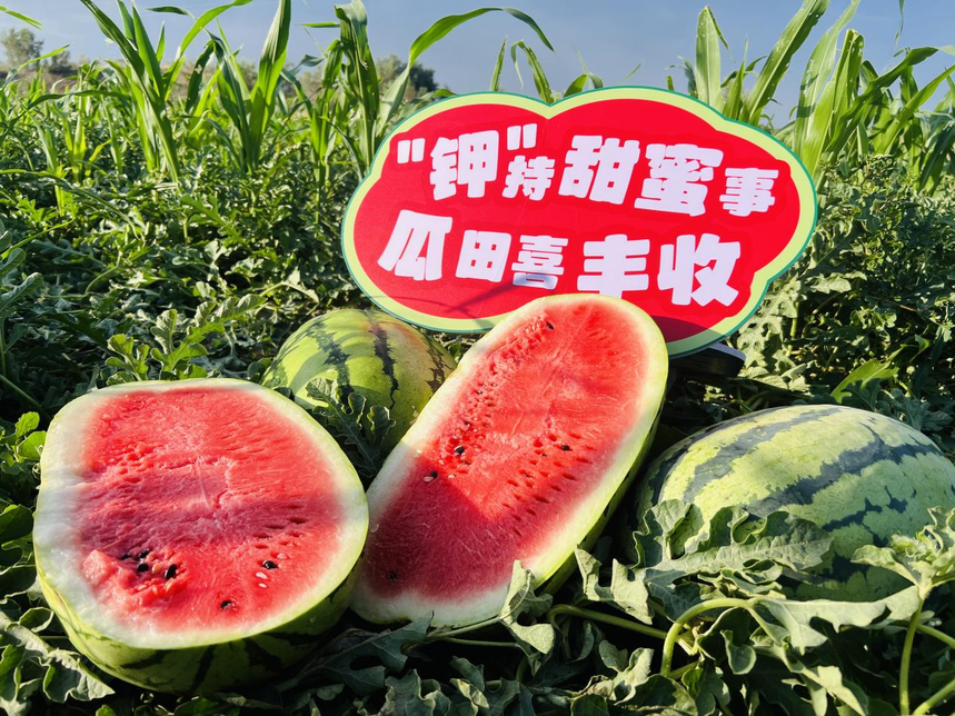绿洲农业涌起“甜蜜绿浪”，国投罗钾铸就新疆下野地西瓜甜度标杆插图6