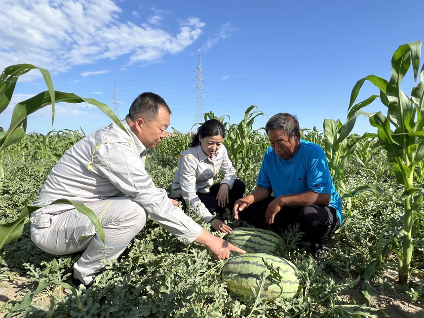 绿洲农业涌起“甜蜜绿浪”，国投罗钾铸就新疆下野地西瓜甜度标杆插图8