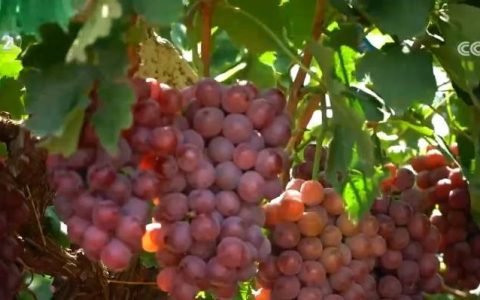 扩总量、促优质 丰富大众“菜篮子”“果盘子” 以多元供给守护“舌尖”上的品质