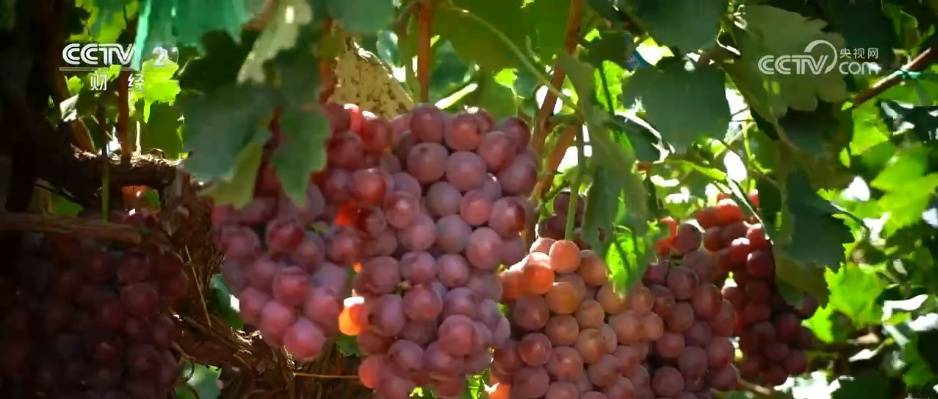 扩总量、促优质 丰富大众“菜篮子”“果盘子” 以多元供给守护“舌尖”上的品质插图