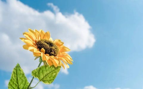 今日小暑，祝你好运“暑”不完！