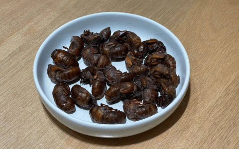 一斤超百元！知了猴怎么就火出圈了？