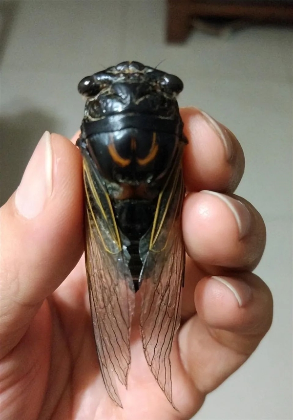 有人抓“知了猴”一晚能赚几百元！这么值钱为何鲜有人养殖插图14