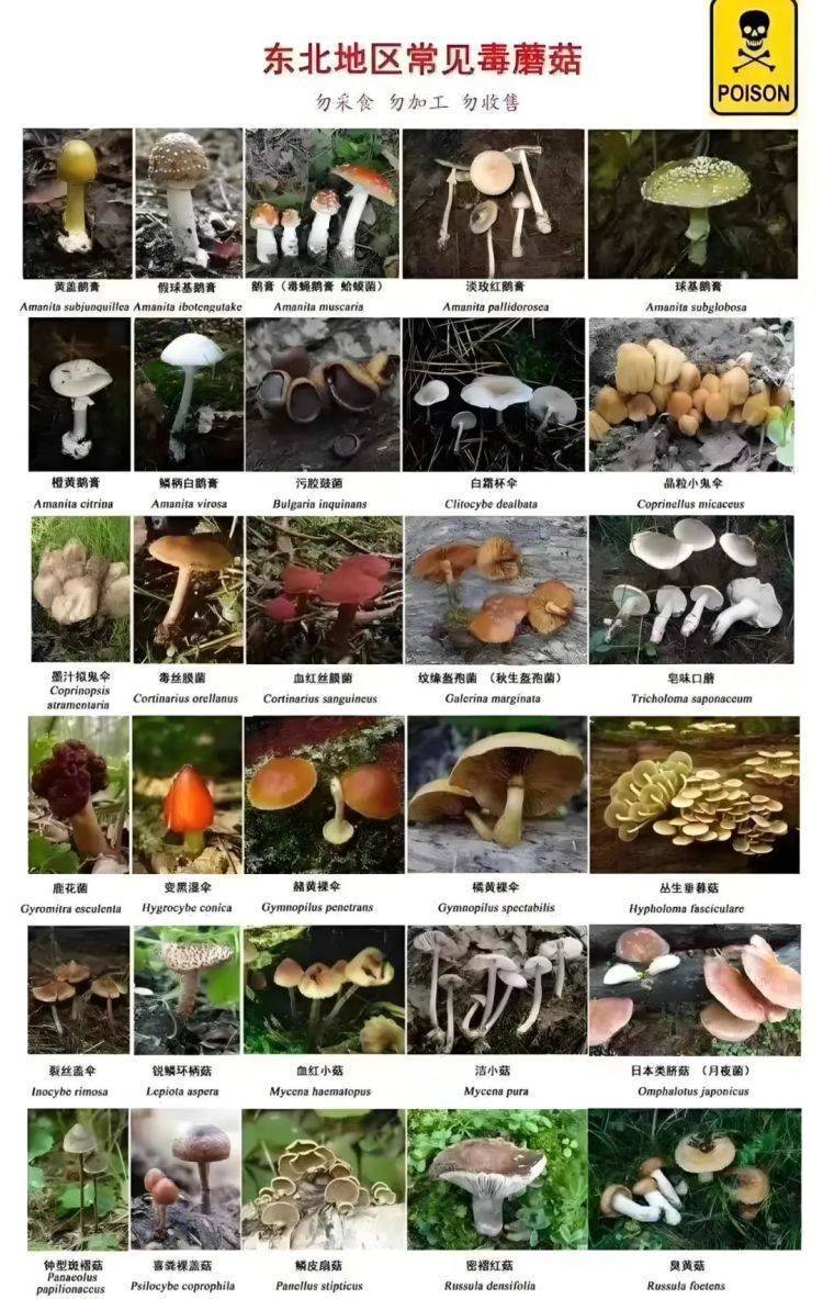 野生蘑菇雨后疯长，致命高发季来了！大连市卫健委提醒插图2