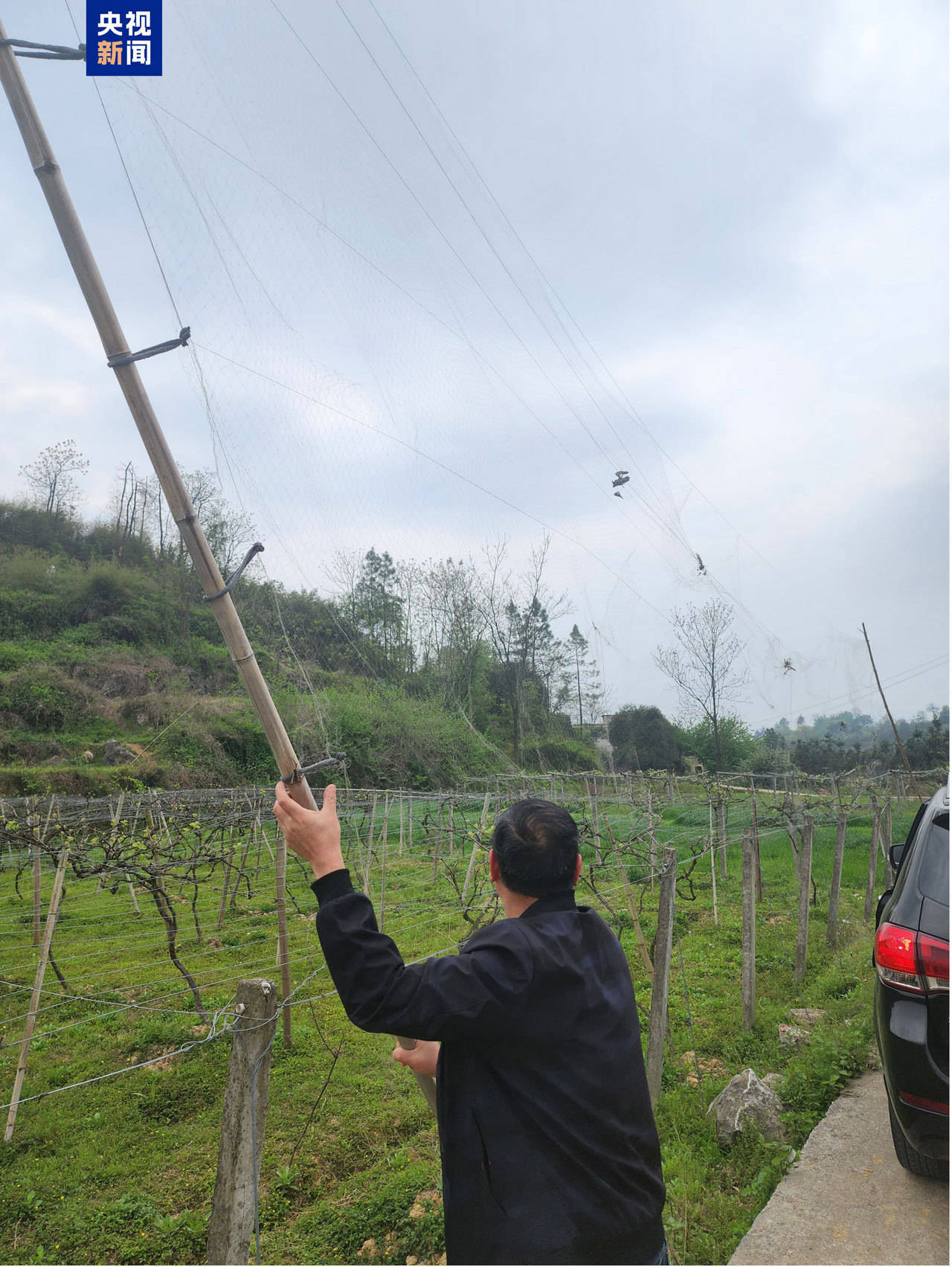 湖南深入开展“护鸟清网”行动 严查架网捕鸟等违法行为插图