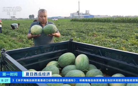 夏日西瓜经济 | 露地西瓜集中上市 产量高、价格好