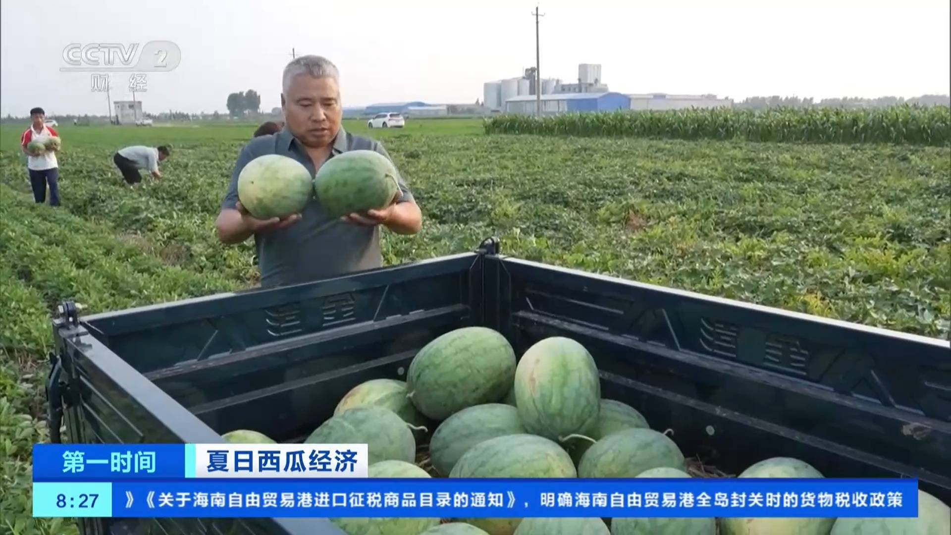 夏日西瓜经济 | 露地西瓜集中上市 产量高、价格好插图