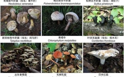 “门朝我飞过来了！”误食毒蘑菇后果可不只是有幻觉 千万别大意