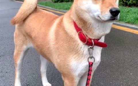 中华田园犬禁养 网友吵翻老祖宗严选为啥不让养：多部门回应了