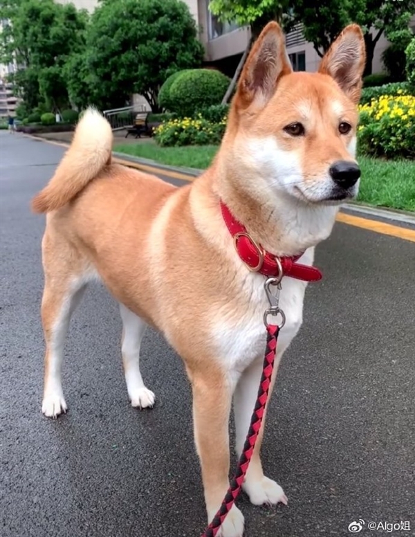 中华田园犬禁养 网友吵翻老祖宗严选为啥不让养：多部门回应了插图