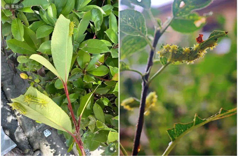 不要碰！上海有人已中招，刺痛灼烧感犹如被针扎并注入辣椒水插图2