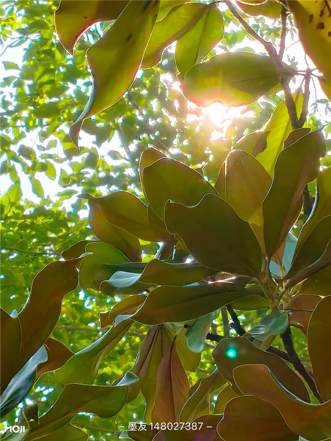 多地深陷高温“炙烤”，墨迹天气助你出行有“底气”插图4