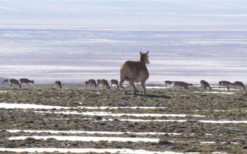 “生命禁区”首现机器狗！云深处绝影X30攻克可可西里极端环境
