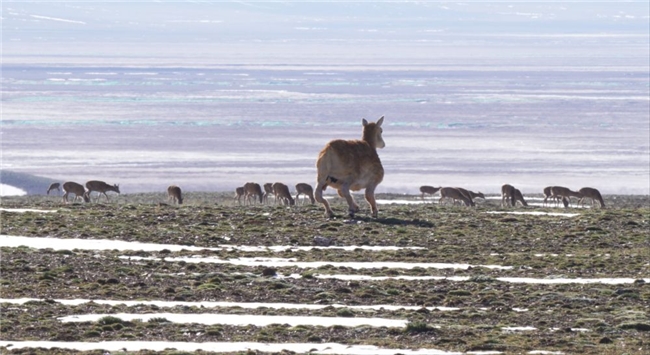“生命禁区”首现机器狗！云深处绝影X30攻克可可西里极端环境插图