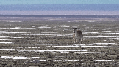 “生命禁区”首现机器狗！云深处绝影X30攻克可可西里极端环境插图4