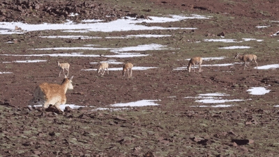 “生命禁区”首现机器狗！云深处绝影X30攻克可可西里极端环境插图6