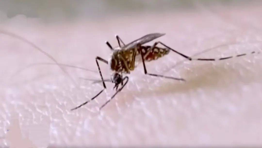 蚊子已产生抗药性？关于基孔肯雅热，专家解答插图4