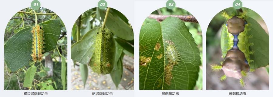 不要碰！上海有人已中招，刺痛灼烧感犹如被针扎并注入辣椒水插图4