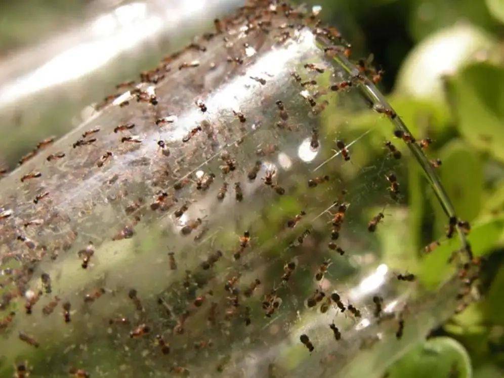 不要碰！上海有人已中招，刺痛灼烧感犹如被针扎并注入辣椒水插图8