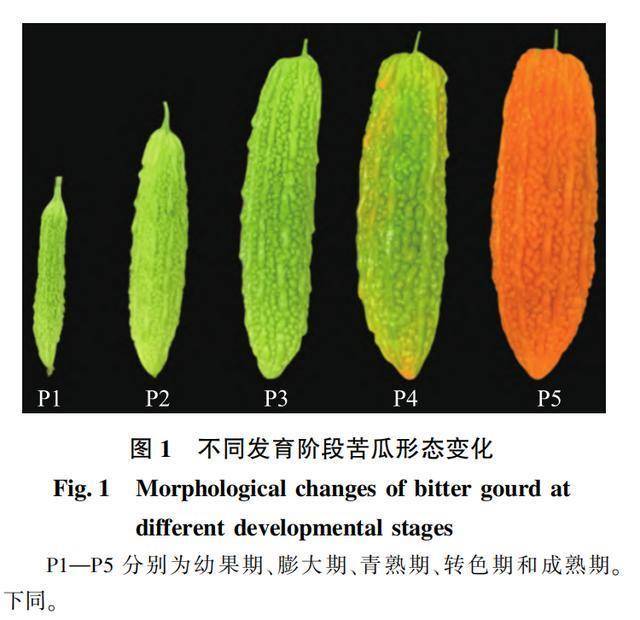 一个暴露年龄的蔬菜，爱吃它，你可能真的“老了”插图2