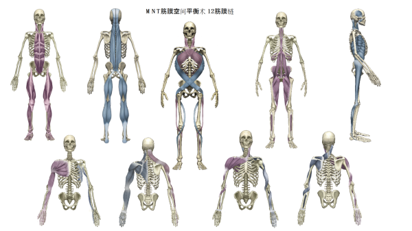 世界四大筋膜学派：中国的筋膜技术流派MNT筋膜空间平衡术介绍插图6