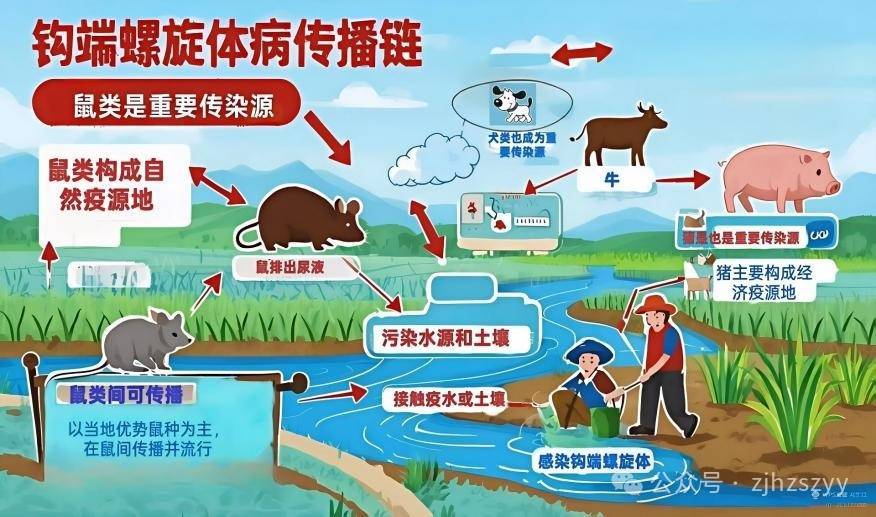 10秒感染，男子高烧42℃险丧命！人人可能中招插图4