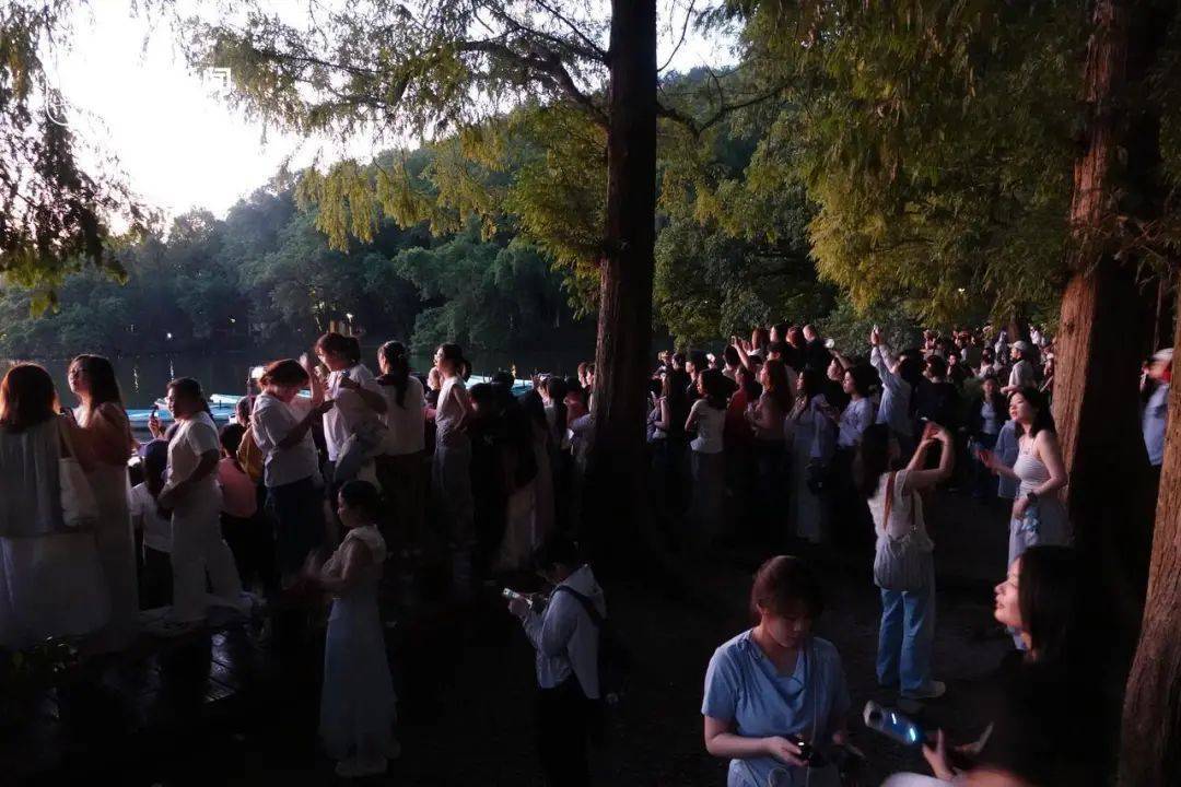 凌晨4点，西湖全是人人人！有人半夜从上海赶来：“这辈子总得看一回…”插图4