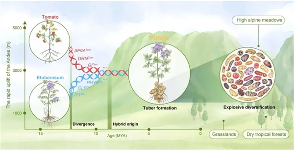 中国农科院惊人发现：土豆的妈妈竟是西红柿插图