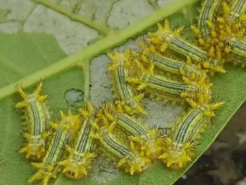 不要碰！上海有人已中招，刺痛灼烧感犹如被针扎并注入辣椒水插图6