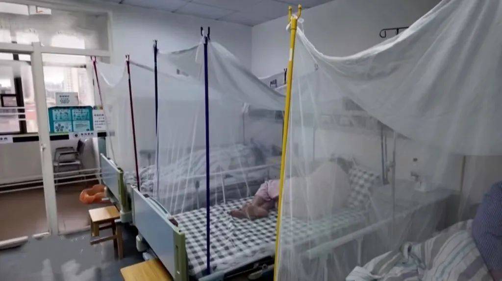 蚊子已产生抗药性？关于基孔肯雅热，专家解答插图