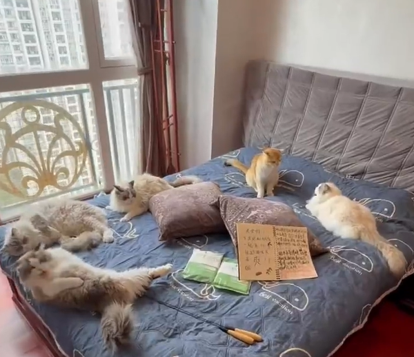 广州一民宿推猫咪侍寝服务：顾客已超700人 旺季房价超千元
