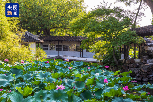 央视报道：苏州金龙海格蔚蓝公交“荷花专线”火出圈！插图10