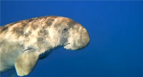 全球最古老海洋哺乳动物现身南海：永暑礁发现“美人鱼”插图2
