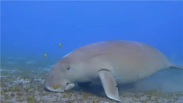全球最古老海洋哺乳动物现身南海：永暑礁发现“美人鱼”插图