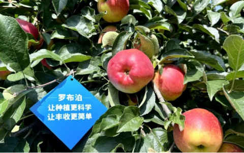 昭通果飘香，产业富一方 | 国投罗钾绘就昭通苹果产业新图景