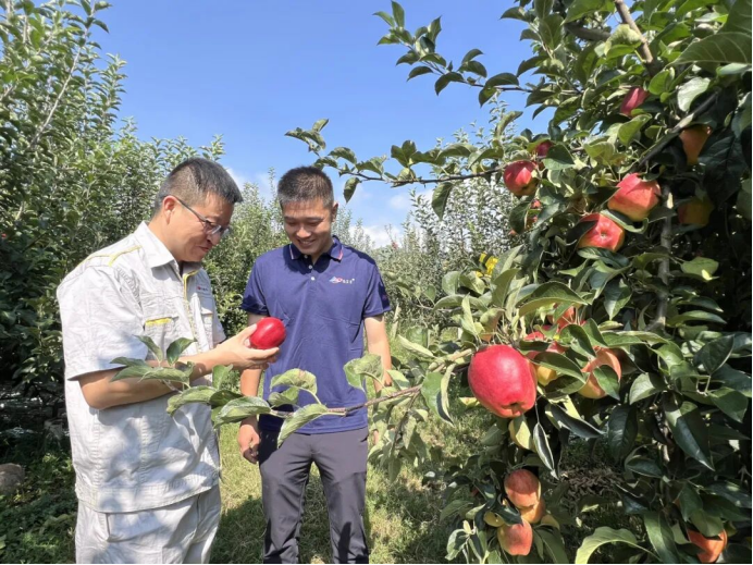 昭通果飘香，产业富一方 | 国投罗钾绘就昭通苹果产业新图景插图2