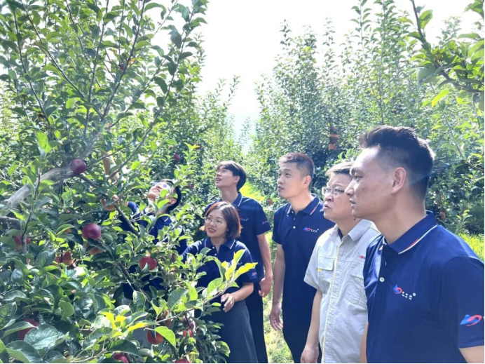 昭通果飘香，产业富一方 | 国投罗钾绘就昭通苹果产业新图景插图8