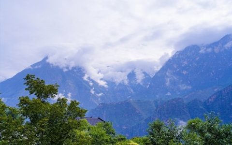 以茶为“媒”  发展壮大村级集体经济