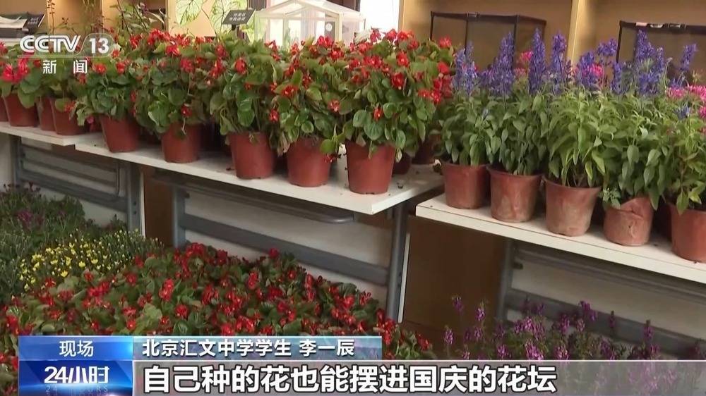 为祖国献礼 北京市民培育的850盆鲜花将亮相长安街插图