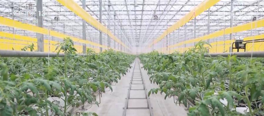 我国人均粮食占有量500公斤夯实根基 多元化食物供给丰富“吃好”选择插图10