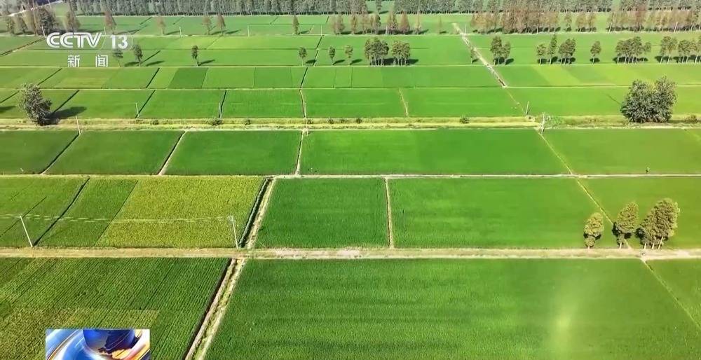 11.46亿资金助力 13省份实施“一喷多促”保秋粮丰收插图
