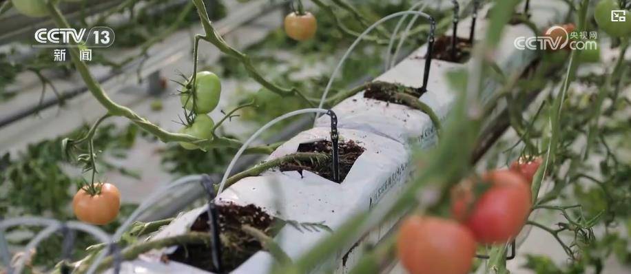 我国人均粮食占有量500公斤夯实根基 多元化食物供给丰富“吃好”选择插图12