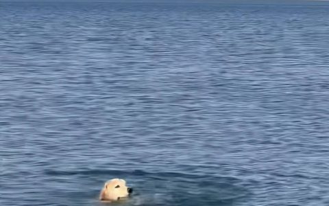 90后新疆小伙在赛里木湖救起落水金毛，小伙：“狗主人把球扔得太远了，狗狗被救起时嘴里始终叼着球”