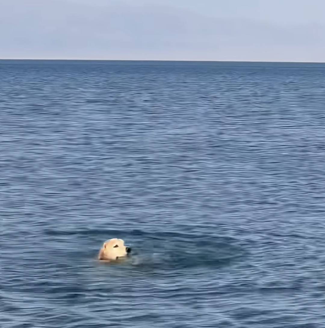 90后新疆小伙在赛里木湖救起落水金毛，小伙：“狗主人把球扔得太远了，狗狗被救起时嘴里始终叼着球”插图