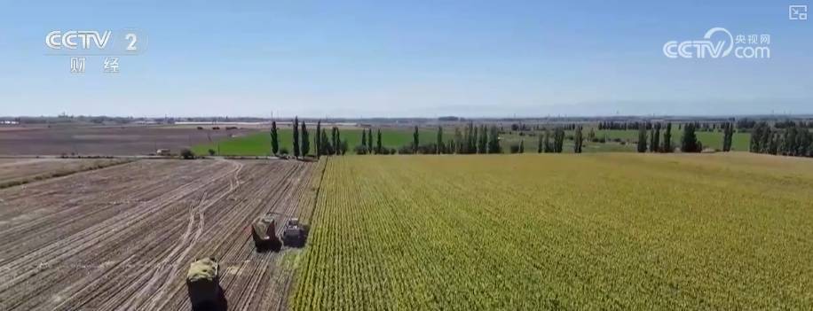 “指尖轻触”智慧耕作 “科技护航+精准服务”夯实秋粮丰产基础插图