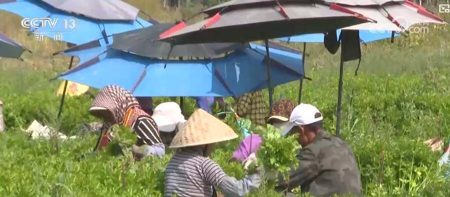 我国人均粮食占有量500公斤夯实根基 多元化食物供给丰富“吃好”选择插图6