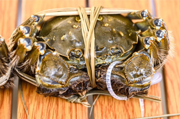 开湖！第一篓阳澄湖大闸蟹由顺丰无人机捞起插图2