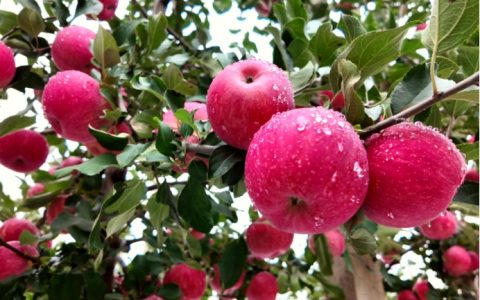 《种植前线》优培甜蜜果，映红丰收路，罗布泊品牌书写陕西苹果生金记