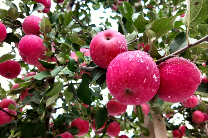 《种植前线》优培甜蜜果，映红丰收路，罗布泊品牌书写陕西苹果生金记插图